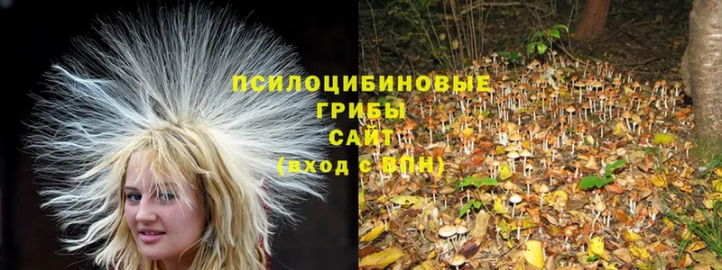 Галлюциногенные грибы Psilocybe  Тулун 